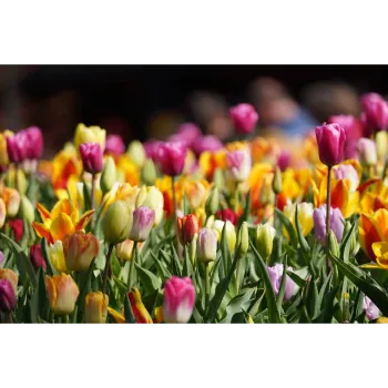 Fresh Garden Flower